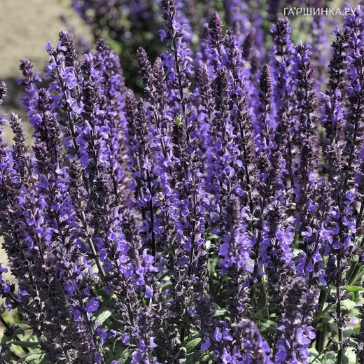 Шалфей (Сальвия дубравная) Адора Блю