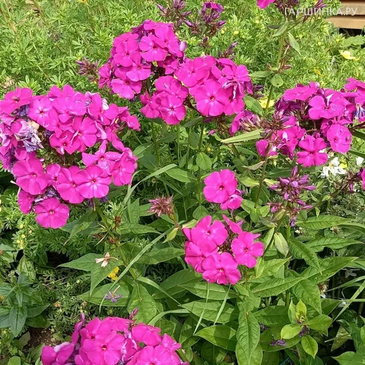 Флокс Виктория