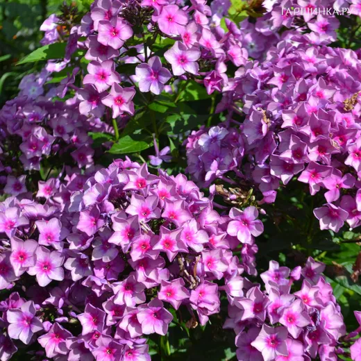 Флокс Дымчатое суфле