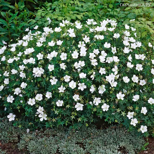 Герань кроваво-красная Альбум