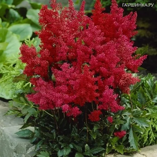 Астильба Арендса Гранат