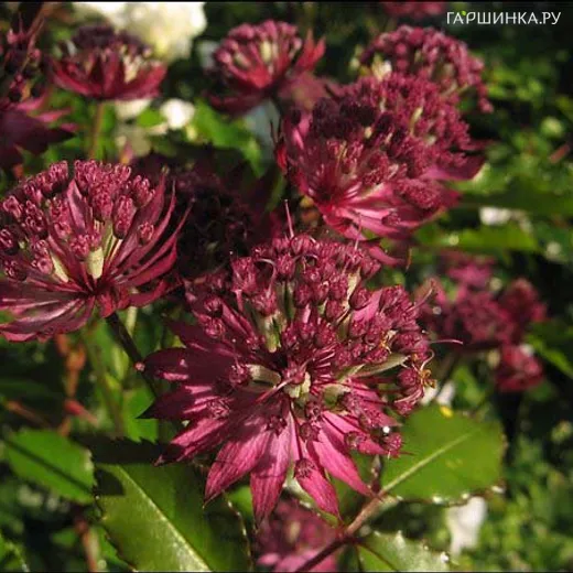 Астранция крупная