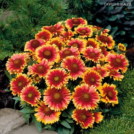 Гайлардия Аризона Сан
