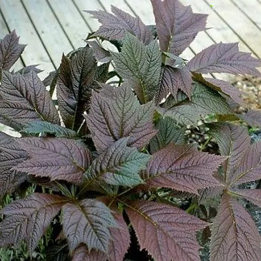 Роджерсия Браунлауб стополистная