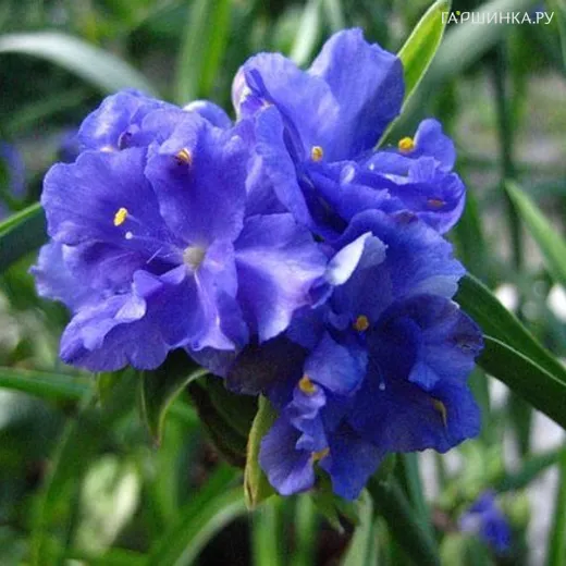 Традесканция Церулеа плена