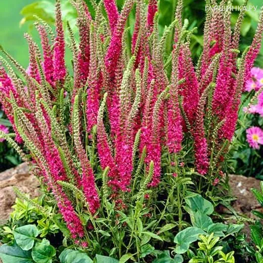 Вероника колосистая Ротфукс