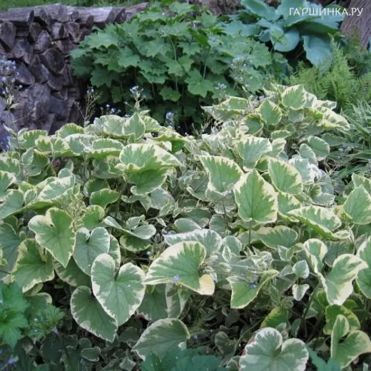 Бруннера Хадспен Крим