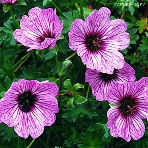 Герань садовая Балерина