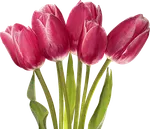 Луковичные осенней посадки