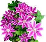 Клематисы и другие вьющиеся растения